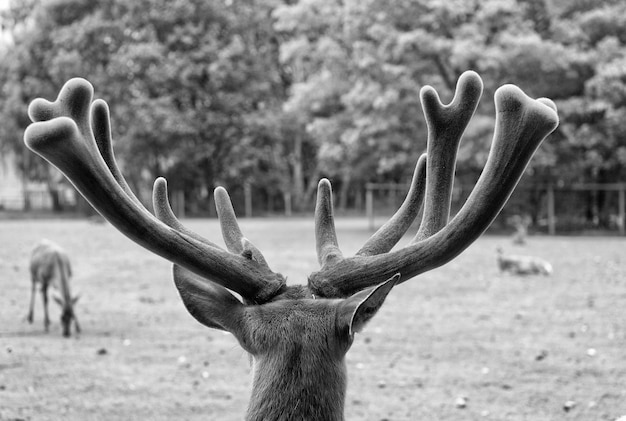 ゴージャスな鹿がクローズアップ自然環境の鹿自然の背景動物の権利動物園の鹿動物園でリラックスした若い鹿小動物の柔らかい角