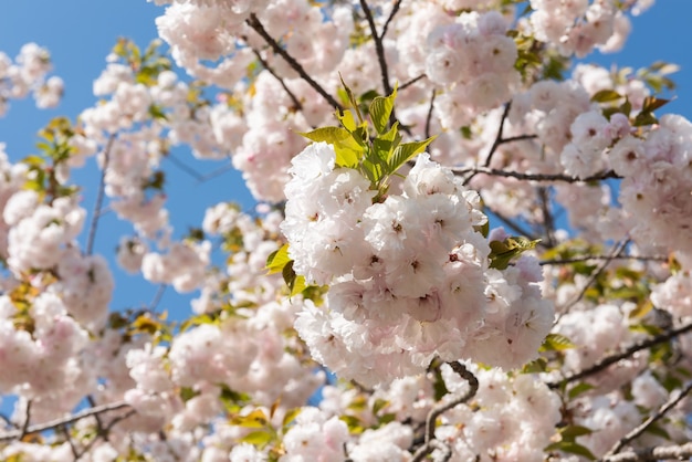 晴れた日、青い空に華やかで繊細な桜ピンクの花。