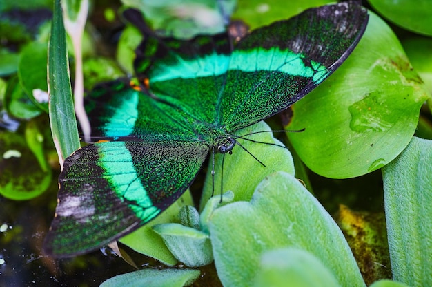 Gorgeous Emerald Swallowtail butterfly resting with wings open on water lettuce