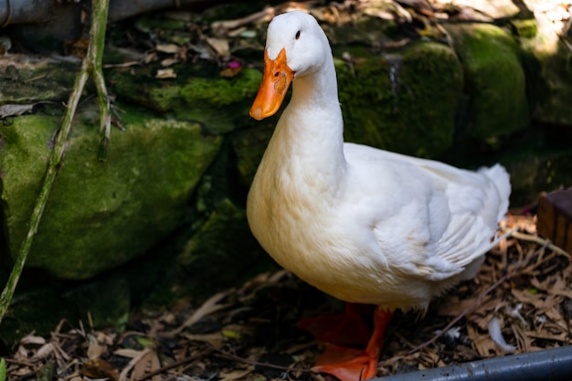 Gorgeous female geese in romantic park Portrait of goose sitting outdoors on sunny day Male goose