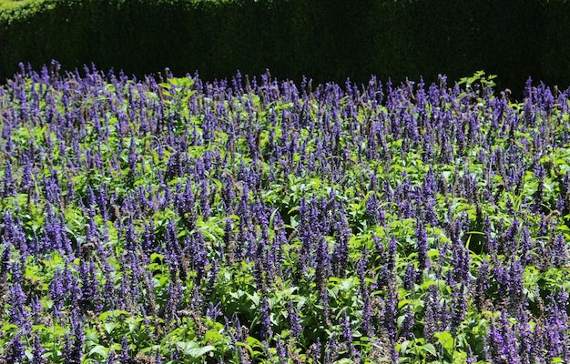 Gorgeous field of lavender in bloom