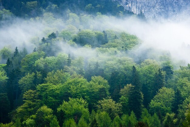 Gorgeous green forest in the fog