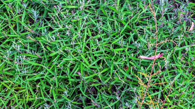 Foto splendida pianta succulenta verde e rossa pianta rustica che cresce all'aperto pianta tropicale dal clima caldo verde lime sfumato di rosso giardino europeo con piante esotiche