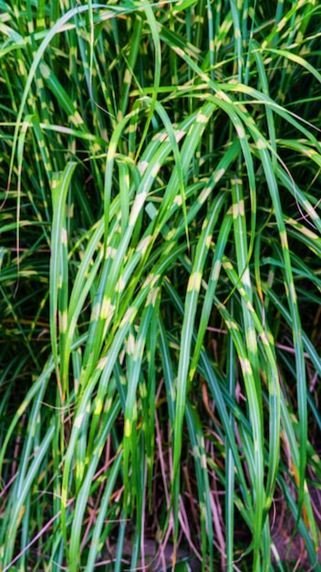 ゴージャスな緑と赤の多肉植物 屋外で育つ丈夫な植物 暑い気候の熱帯植物 赤がかったライムグリーン エキゾチックな植物のあるヨーロピアンガーデン