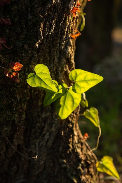 Gorgeous heart shaped green leaf wrapped on tree trunk in backlit.