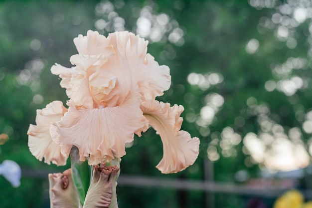 Gorgeous inflorescence of soft pink peach flower of Germanic iris Kentucky woman blossoming in garden