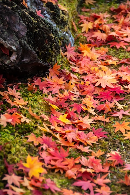 Splendide foglie di acero colorate giapponesi sul terreno verde, tronco d'albero.