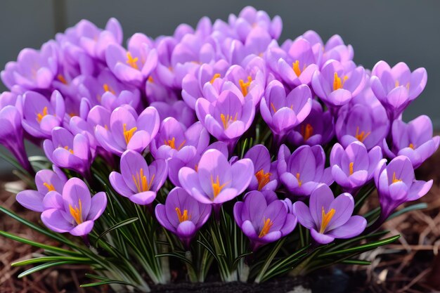 Gorgeous lavender Saffron Crocus blooms