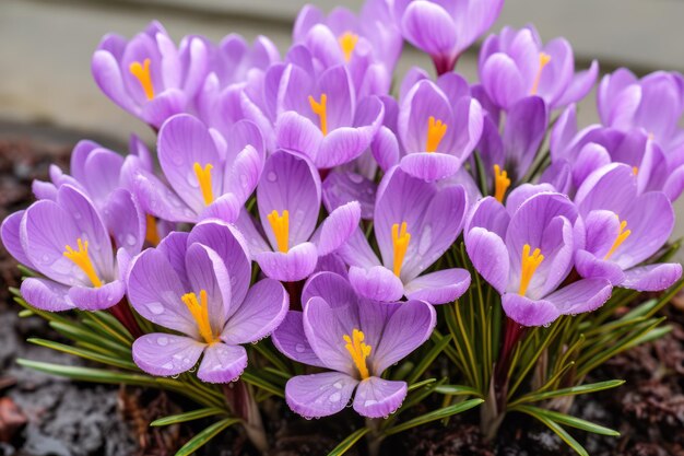 Gorgeous lavender Saffron Crocus blooms