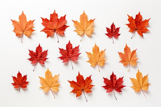 Gorgeous maple leaves in fall on white backdrop