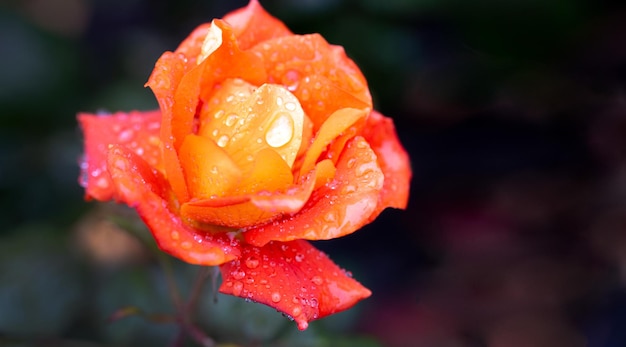 日陰の緑の背景に雨滴の中でゴージャスなオレンジ色のバラ カード 自然の美しさ 花卉趣味