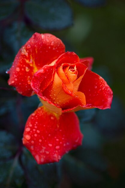 Gorgeous orange rose in raindrops on a shade green background Card Beauty of nature Floriculture hobby