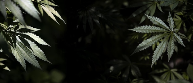 南部地域に咲く大麻の豪華なパノラマ。