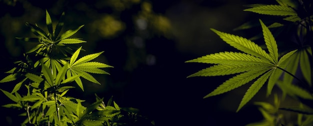 写真 南部地域に咲く大麻の豪華なパノラマ。太陽の下で透かし彫りの麻の枝。