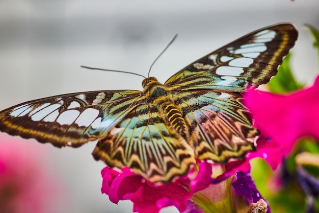 パルテノス・シルビア (Parthenos sylvia) 蝶はピンクの花から飛び立つ準備ができている