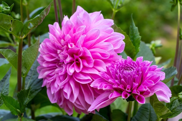 Gorgeous pink dahlia flower Gardening perennial flowers landscaping