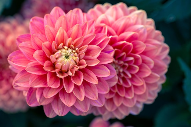 Photo gorgeous pink dahlia flower gardening perennial flowers landscaping