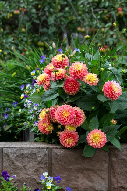 花壇の豪華なピンクのダリア ガーデニングの多年生の花 花の背景