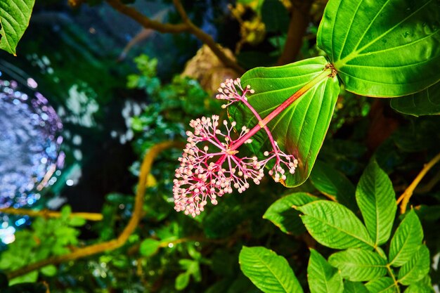 Photo gorgeous pink flowering plant hanging over vines draping down into pool of rippling water