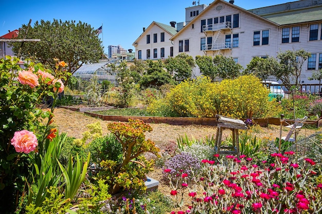 Gorgeous pink roses and other flowers and succulents in community garden in front of Fort Mason