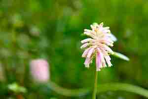 Photo gorgeous pink veltheimia exotic plant flower tropical closeup