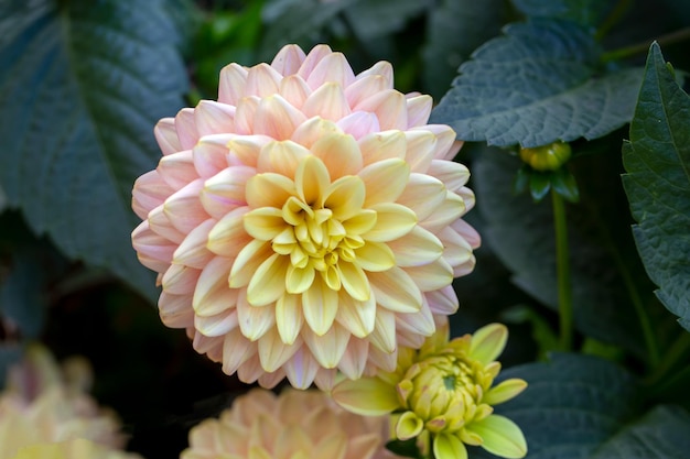 Gorgeous pink and yellow dahlias in a flower bed Perennial flowers hobby gardening