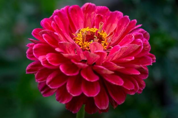 Gorgeous pink zinnia flower on a natural background. Floriculture, landscaping.