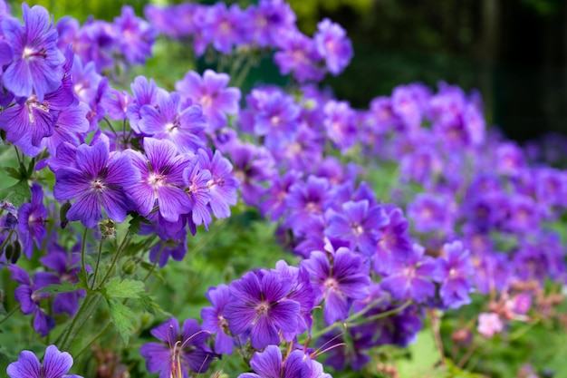 Gorgeous purple bohemian geranium Lilac geranium flowers in the flowerbed Beautiful background Pink and violet flowers botuns and leaves Gardening Flower bed