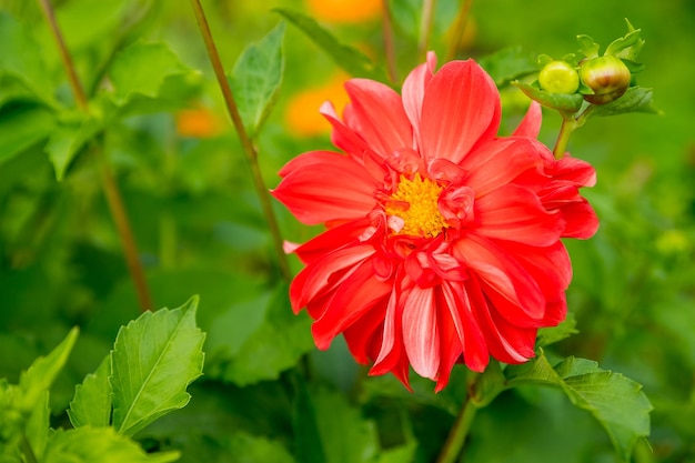 庭の豪華な赤いダリアの花赤いダリアの美しい画像緑の自然な背景の花の壁紙夏秋の植物園