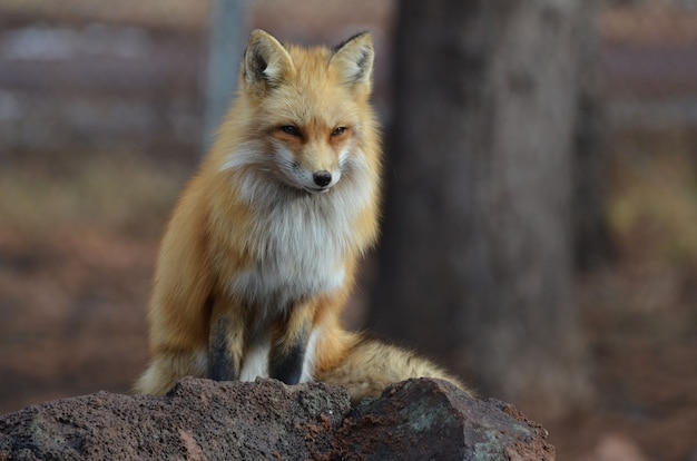 Gorgeous red fox sitting on top of a red rock.