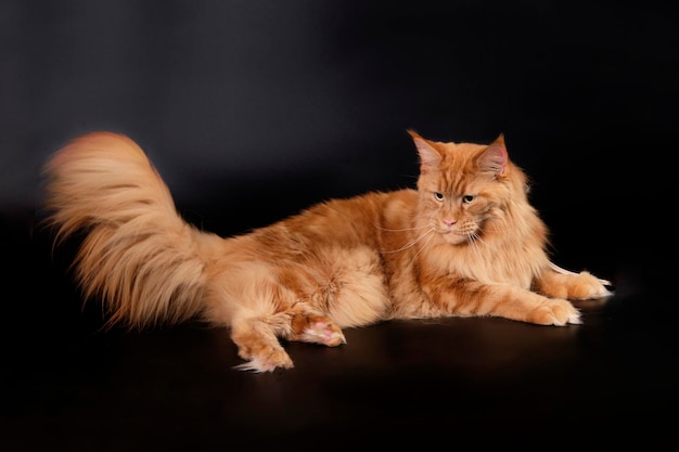A gorgeous red Maine Coon cat after grooming in an animal beauty salon on a black background