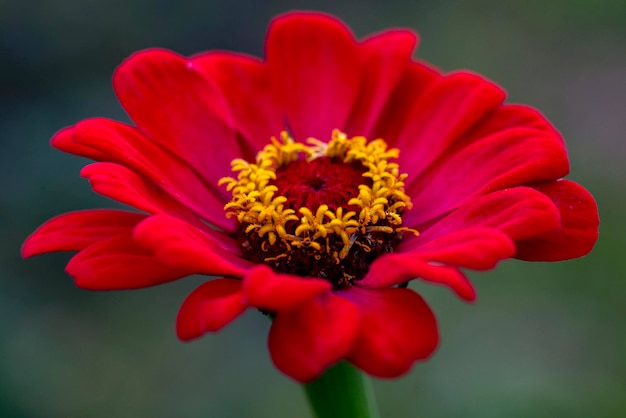 Великолепный красный цветок циннии на естественном фоне. Цветоводство, ландшафтный дизайн.