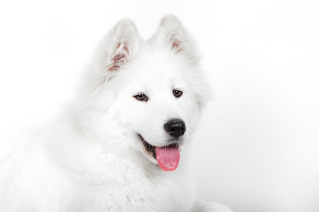 Photo gorgeous samoyed makes a charming and happy expression