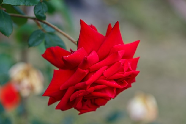 Gorgeous scarlet rose on a natural background Floriculture perennial garden plants