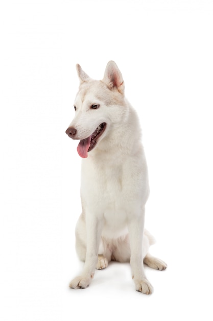 Gorgeous siberian husky sitting with tongue sticking out