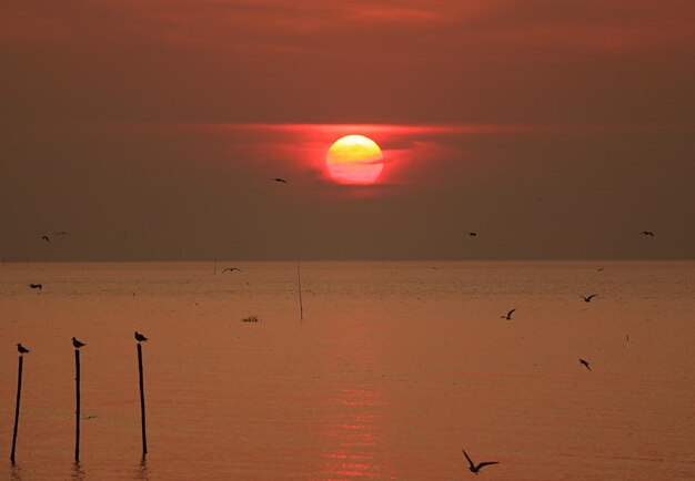 Gorgeous Sunrise over the Calm Sea with Flock of Early Birds