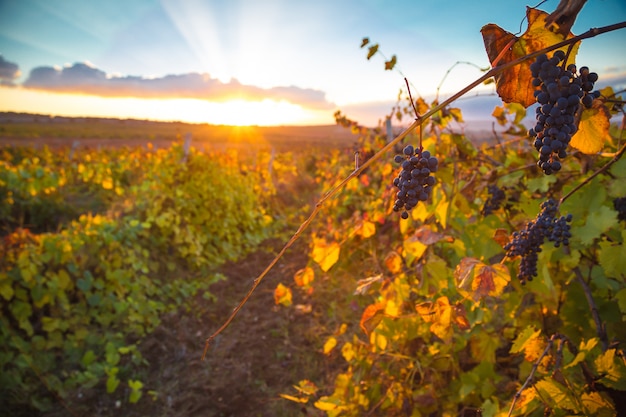 Gorgeous sunset over beautiful green vines