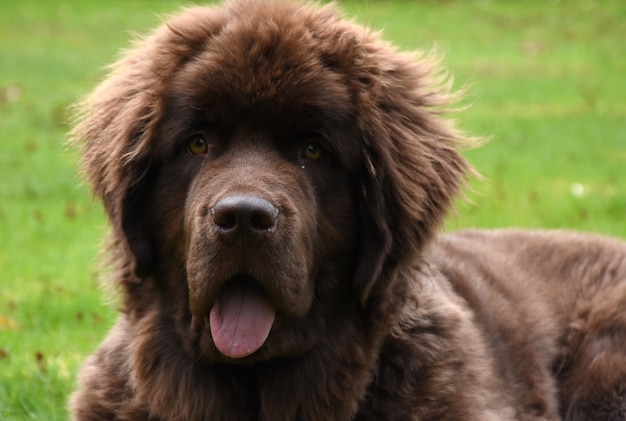 草で休んでいるゴージャスな甘いニューファンドランドの子犬犬