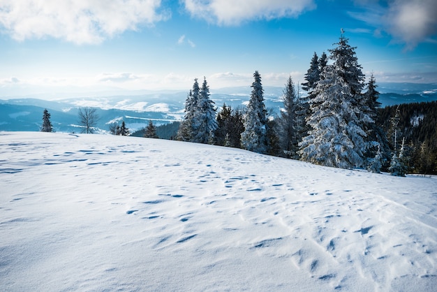 Gorgeous view from the snowy slope of the mountains and hills covered with spruce forest against a blue sky and white clouds on sunny frosty winter day