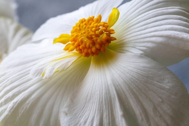 球根ベゴニアのゴージャスな白い花のクローズアップ花卉園芸趣味観葉植物