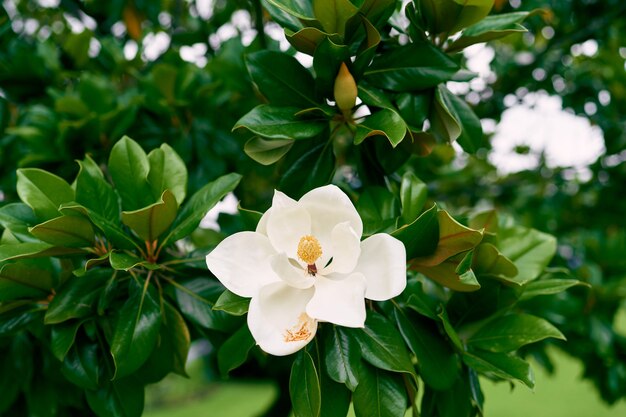 Gorgeous white magnolia flower on green bush