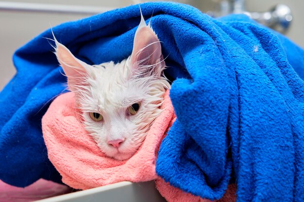 A gorgeous white Maine Coon cat with a wet head wrapped in a towel