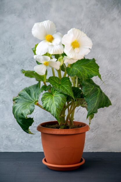 Gorgeous white tuberous begonia blooming in a pot Floriculture hobby houseplants