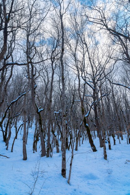 Splendida foresta invernale, alberi spogli coperti di neve