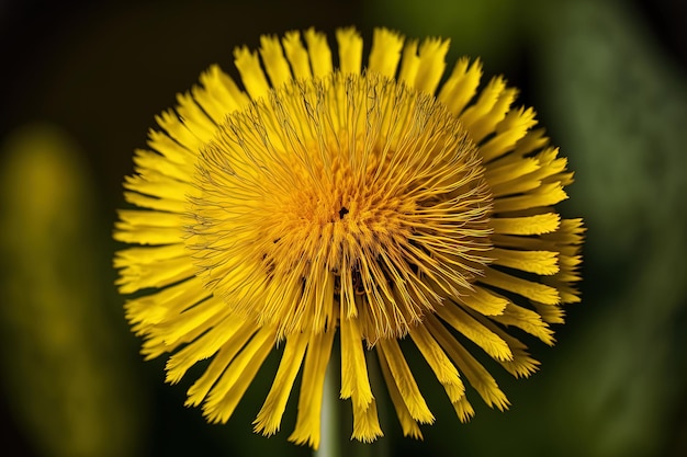 A gorgeous yellow dandelion bloom in a field is shown up close