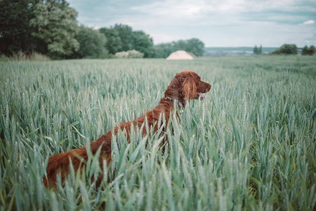 들판에 서서 배경이 흐릿한 풀밭에 앉아 있는 멋진 어린 아일랜드 세터 개
