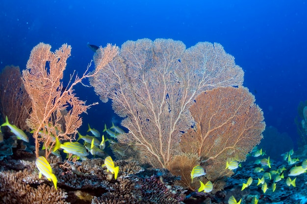 Gorgonia-koraal op de diepblauwe oceaan