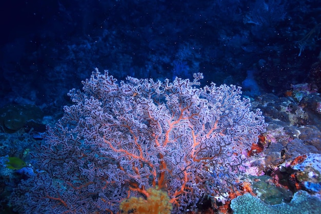 gorgonian groot vertakkend koraal op het rif / zeegezicht onderwaterleven in de oceaan