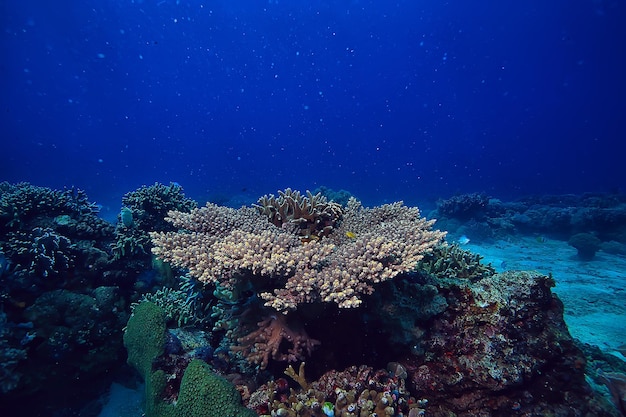 горгонарий большой ветвящийся коралл на рифе / морском пейзаже подводная жизнь в океане