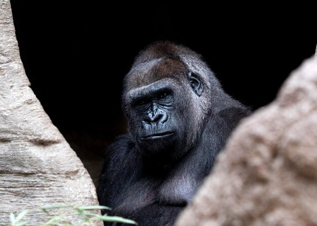 Gorilla ape monkey close up portrait